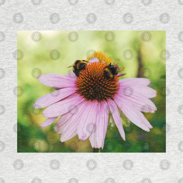 Echinacea Purpurea with Bees by jojobob